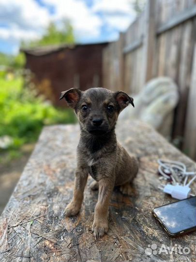 Щенки в добрые руки