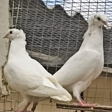 Белоснежные голуби