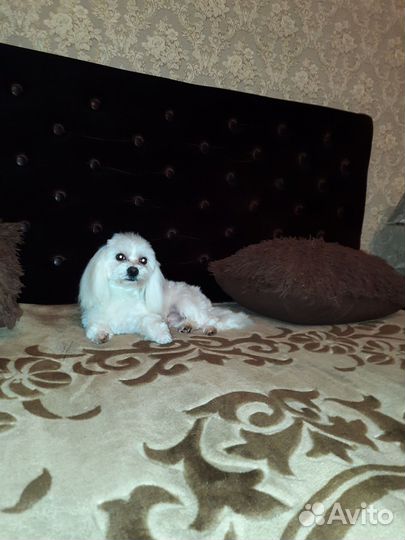 Мальтийская болонка