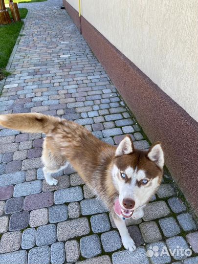 Сибирский хаски