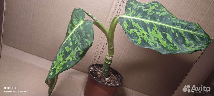 Диффенбахия рефлектор