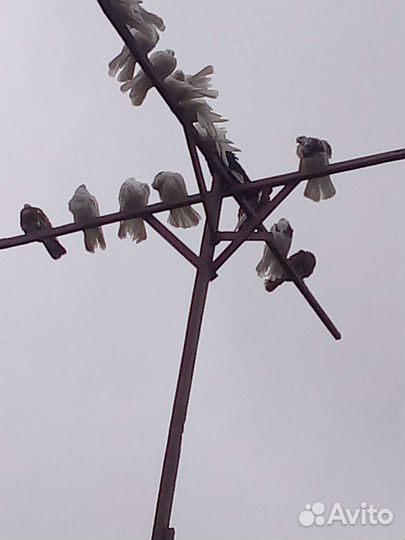 Голуби брянские высоколетные турманы