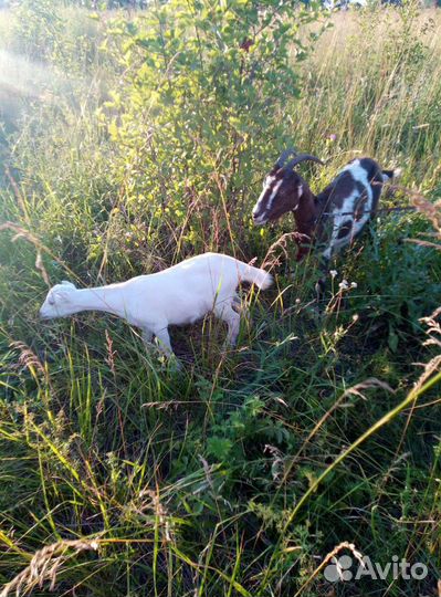 Козье молоко