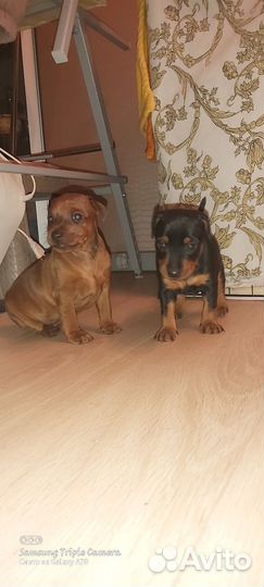 Щенки цвергпинчера