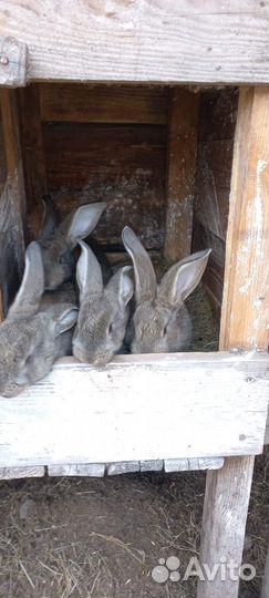 Кролики мясных пород
