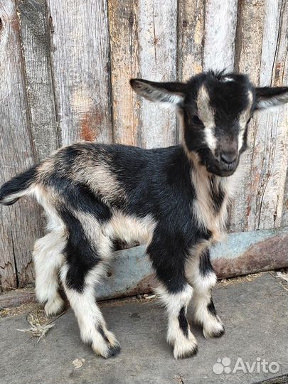 Козлята