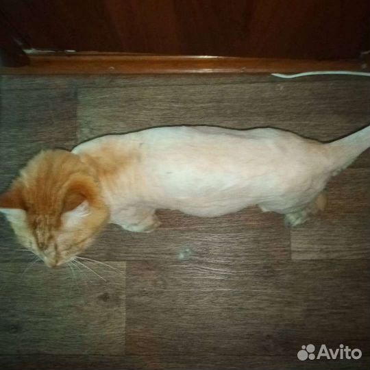 Стрижка животных