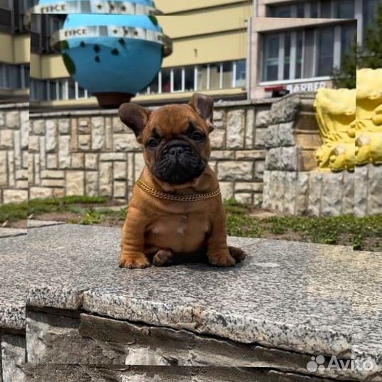 Щеночки французики