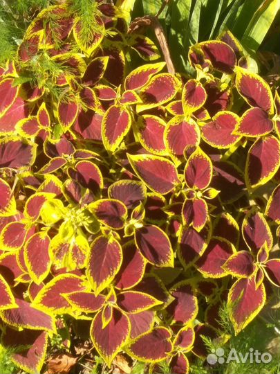 Колеусы вегетативные