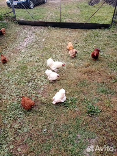 Карликовые кохинхины куры