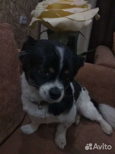 Выгул собак, передержка