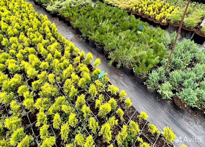 Туя смарагд в кассете оптом