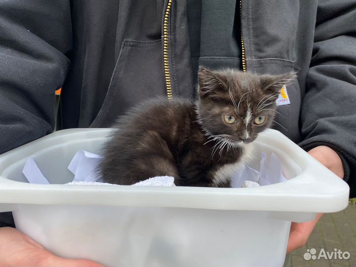 отдам котенка
