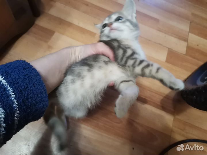 Котенок Оцикет