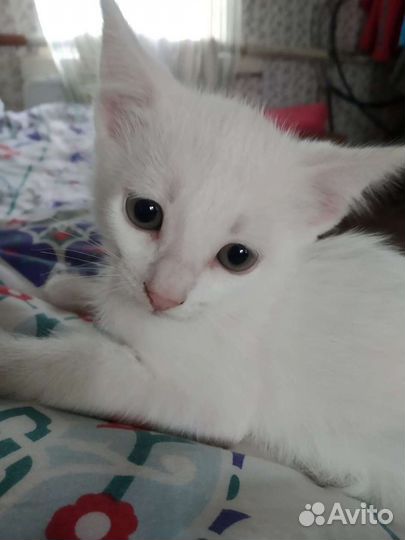 Белые котята