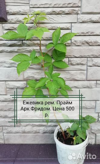 Ежевика Прайм Арк Фридом