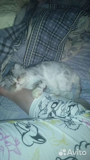 Персидский кот вязка