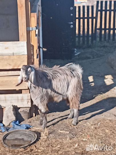 Козочка 50 Шами. Козочка 62 битал