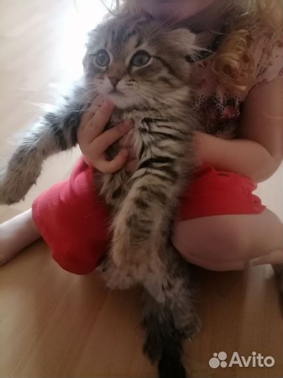 Кошка