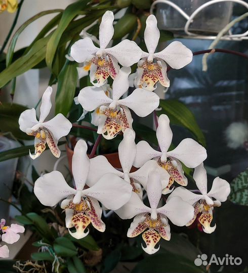 Орхидея Phal. stuartiana tipo