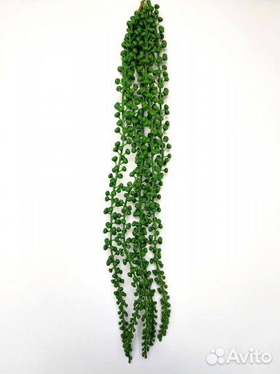 Растения для кабинета крестовник роули опт