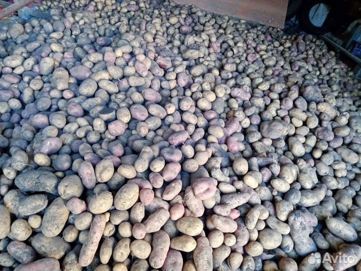 Продам картофель 500кг