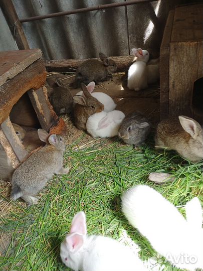 Крольчата