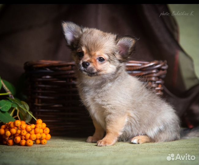 Мальчик чихуахуа