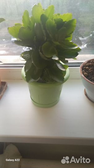 Каланхое цветущее