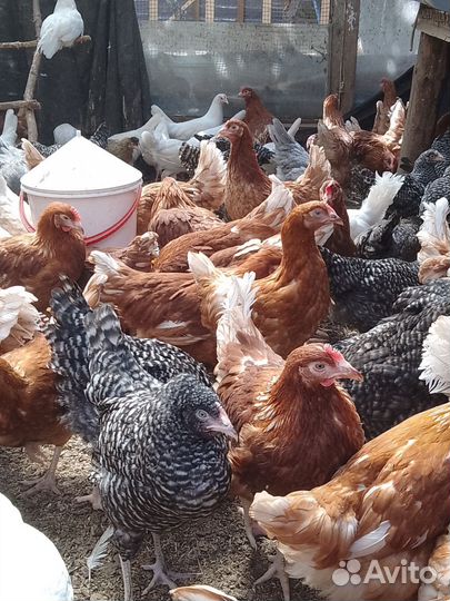 Курочки молодки