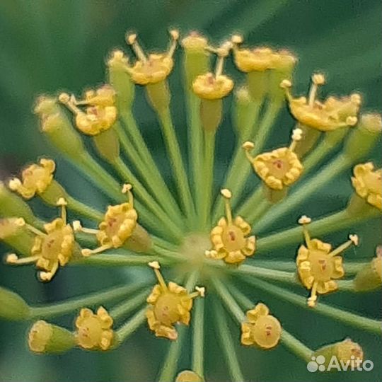 Чеснок яровой, укроп семена