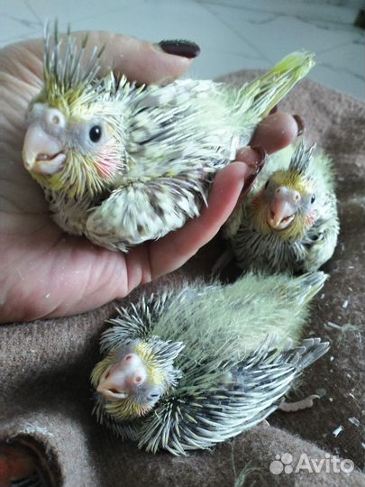 Кореллы птенцы 45 дней