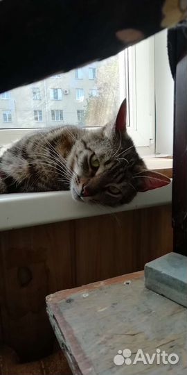 Кот