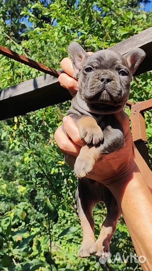 Мальчик голубой подпал в лиловую программу