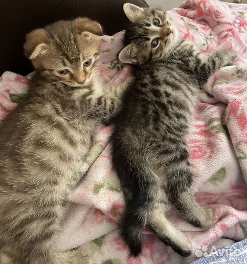 Котята