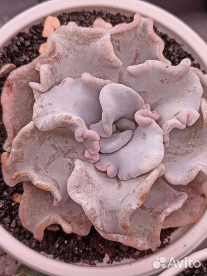 Суккуленты