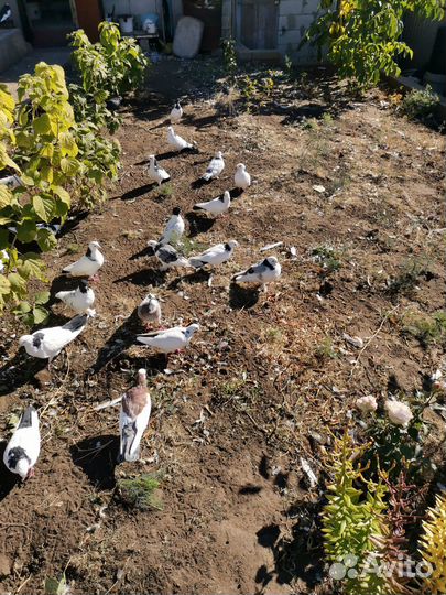 Продажа бакинских голубей