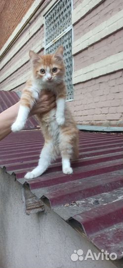 Рыжие котята в добрые руки мальчики