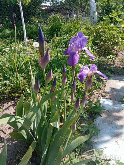 Ирис синий, жёлтый, темно фиолетовый, голубой