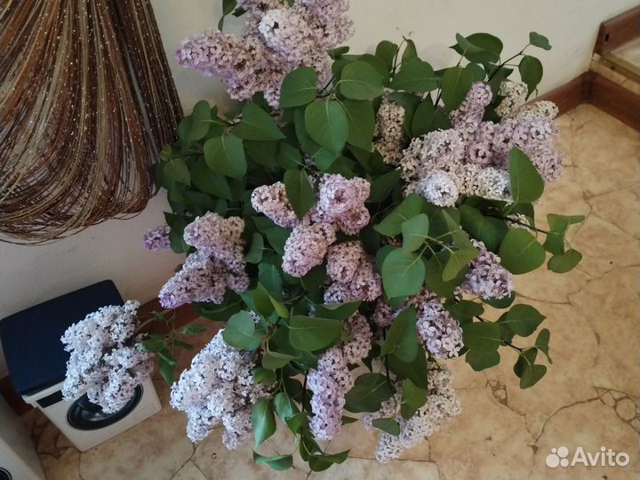 Светло фиолетовый сирень