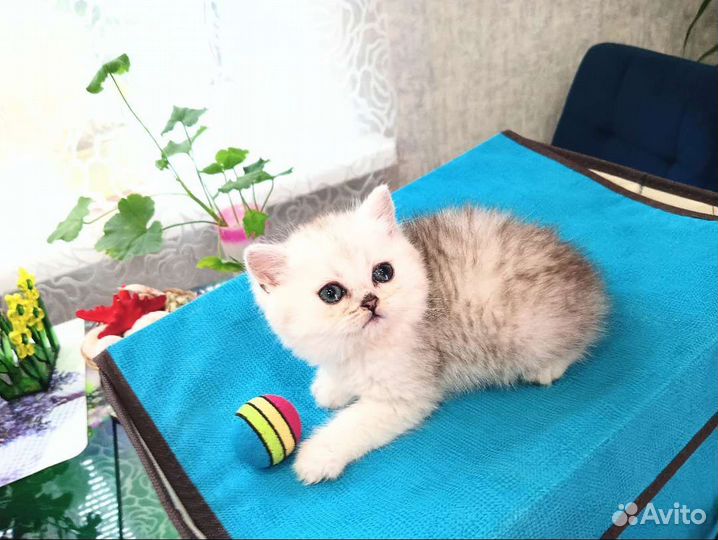 Котята Британской Серебристой Шиншиллы