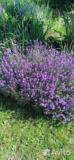 Лаванда узколистная