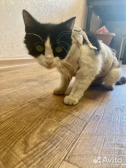 Кошка, отдам в добрые руки,после стерилизации