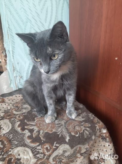 Пристраивается кошечка