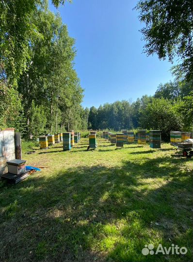 Алтайский мед оптом 2023