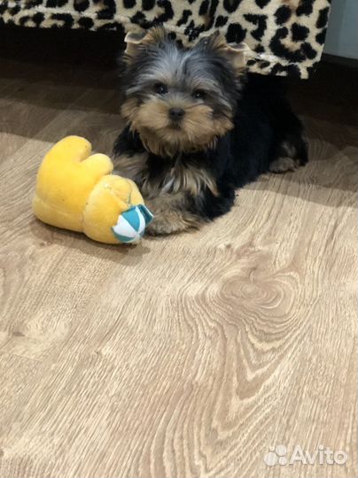 Йоркширский терьер мини девочка