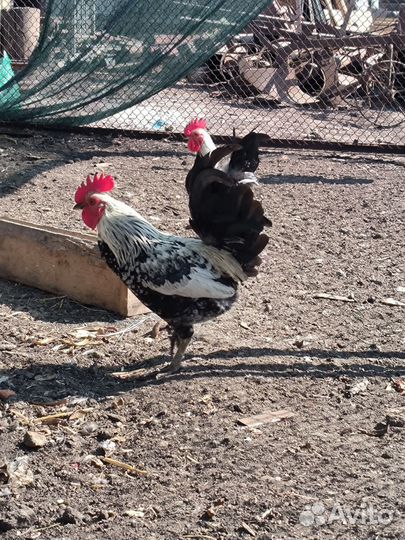 Декоративные карликовые куры