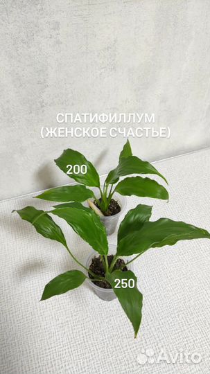 Женское счастье