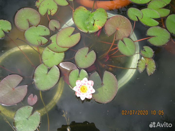 Растения для пруда