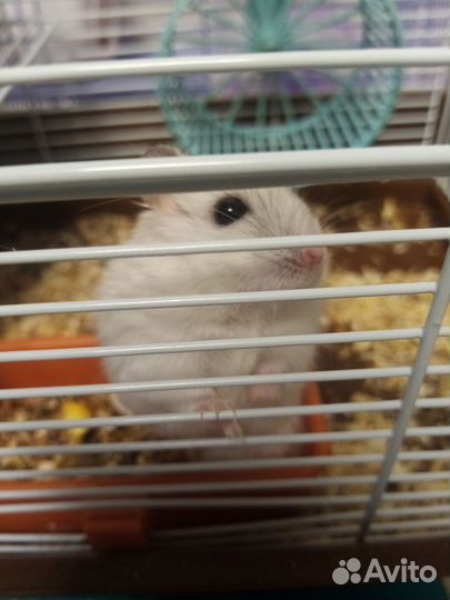 Джунгарский хомяк